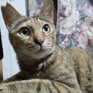 推定1才　小柄でシャイだけどとっても甘えん坊