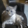 ぴょぴょん5