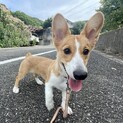 血統書付き　コーギー7ヶ月