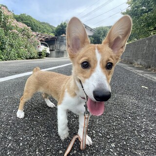 血統書付き　コーギー7ヶ月