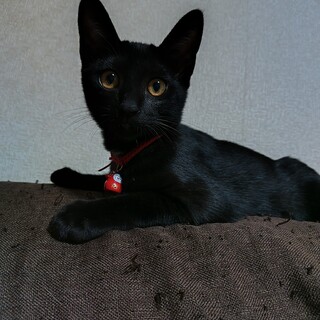 可愛くて真っ黒な子猫