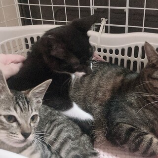 ☆小さな黒白＆キジトラ兄弟と美人のキジトラお姉さん