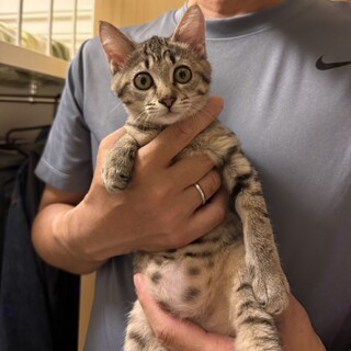 ♡キジトラ子猫のすいかちゃん♥