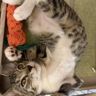 熊本からきました★キジ白子猫のももたろう♡