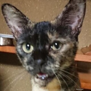 サビ猫ちゃん、里親様を募っています