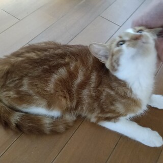 アメショ 渦巻き柄茶白坊や4か月