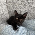 子猫ちゃん。人なつこくとても可愛いです。女の子？