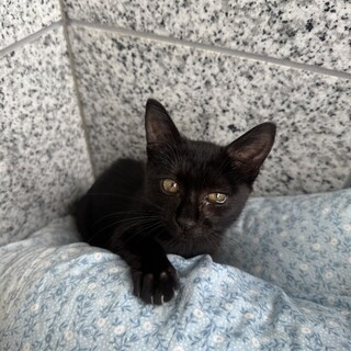 子猫ちゃん。人なつこくとても可愛いです。女の子？
