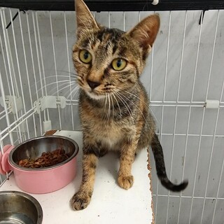 人馴れした元飼い猫　収容期限9月8日迄　延長なし