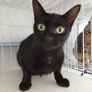 人馴れした元飼い猫　収容期限9月8日迄　延長なし
