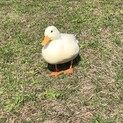 6さいの男の子　ランプくんです