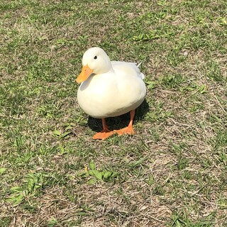 6さいの男の子　ランプくんです