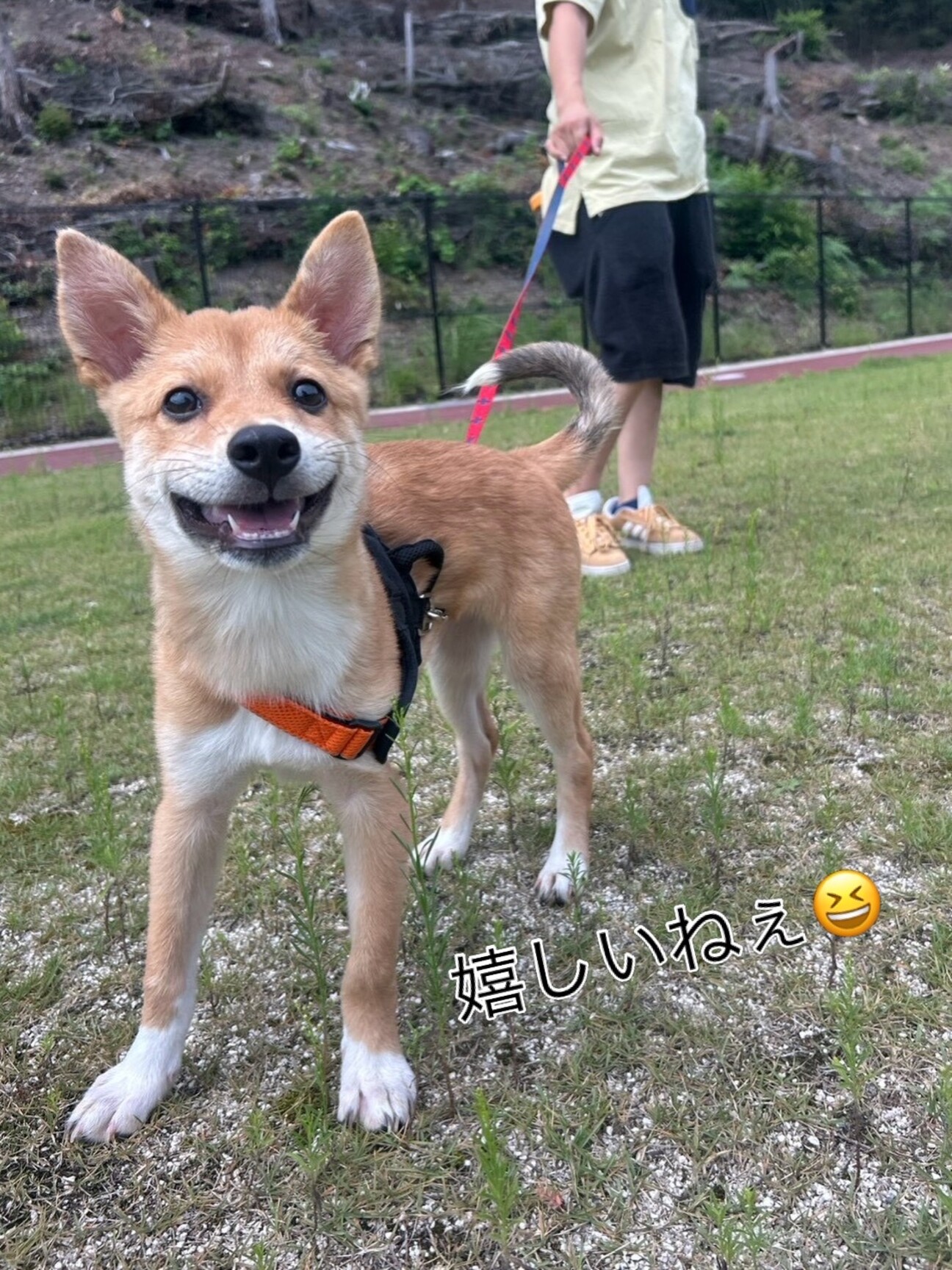 大怪我からの復活えっほちゃん」広島県 - 犬の里親募集(548331