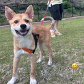 大怪我からの復活えっほちゃん