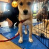 大怪我からの復活えっほちゃん サムネイル2