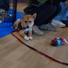 大怪我からの復活えっほちゃん サムネイル3
