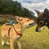大怪我からの復活えっほちゃん サムネイル4