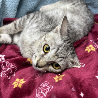 9/13 千駄木で待ってます❤️イーサン3ヶ月半