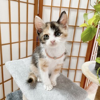 ◼️早期不妊手術チップ済◼️穏やかな三毛猫