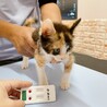 ◼️早期不妊手術チップ済◼️穏やかな三毛猫 サムネイル7