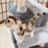 ◼️早期不妊手術チップ済◼️穏やかな三毛猫 サムネイル6
