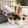 ◼️早期不妊手術チップ済◼️穏やかな三毛猫 サムネイル5