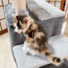 ◼️早期不妊手術チップ済◼️穏やかな三毛猫 サムネイル4
