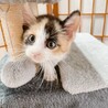 ◼️早期不妊手術チップ済◼️穏やかな三毛猫 サムネイル3