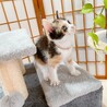 ◼️早期不妊手術チップ済◼️穏やかな三毛猫 サムネイル2