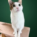 キャンドルテールが魅力的な甘えん坊男子「ふぅ」