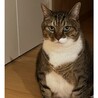 ちゃぴくろ