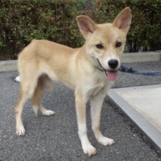 可愛い野犬の仔犬【さやか】ちゃん