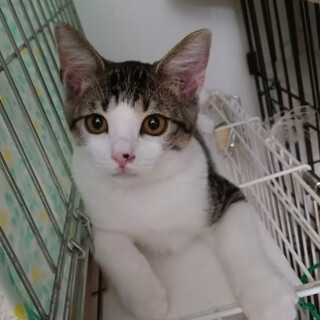 いつまでも可愛い子猫顔男子『しん』
