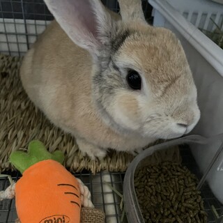 かわいいミニうさぎ　3歳3ヶ月　男の子