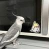 オカメインコピヨピヨ