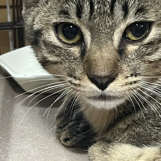弱視の子ねこ…慈悲あるご縁を…