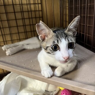 弱視の子ねこ…慈悲あるご縁を…
