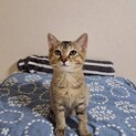 しっかり者の長女タイプ♡デカテンちゃん4ヶ月♡