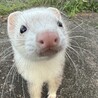 くっくりちゃ