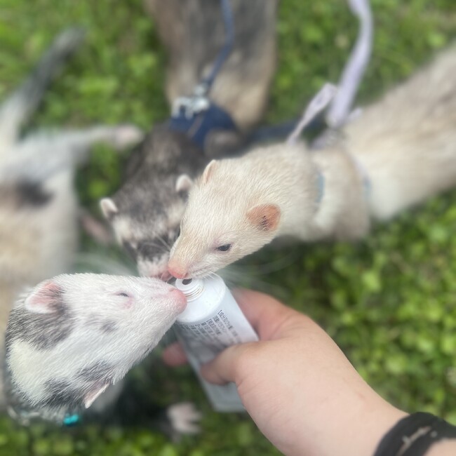 くっくりちゃのカバー写真