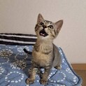 天真爛漫女子な次女タイプ♡キジテンちゃん♡4ヶ月