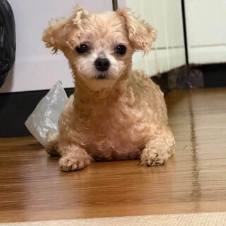 Mix犬　マルプーの美奈子ちゃん　里親様募集☆