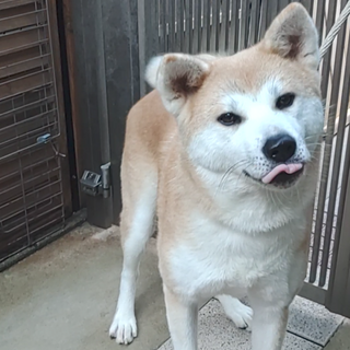 秋田犬メス2才