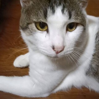 キジトラ白の優しい男の子