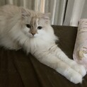 人懐っこくて甘えん坊なスコティッシュフォールド♫
