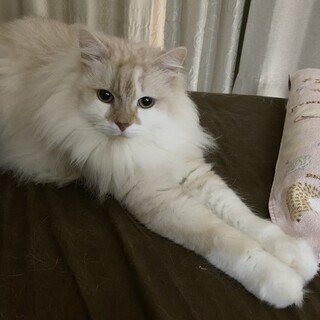 人懐っこくて甘えん坊なスコティッシュフォールド♫