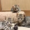 7/28生まれの子猫ちゃん　キジトラ3匹