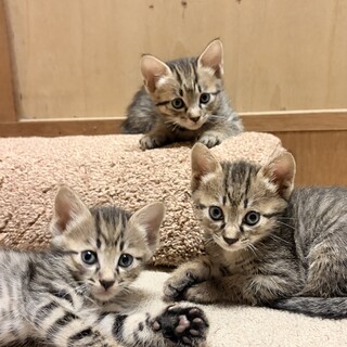 7/28生まれの子猫ちゃん　キジトラ3匹