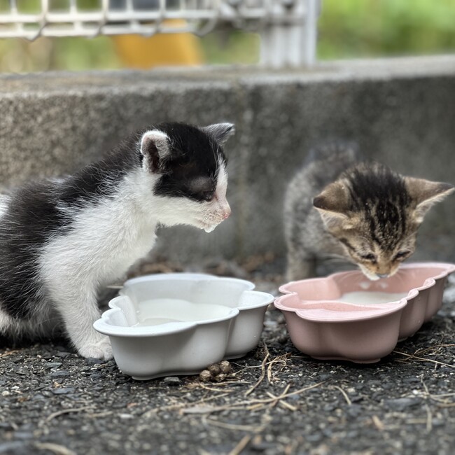 Baby mariaのカバー写真