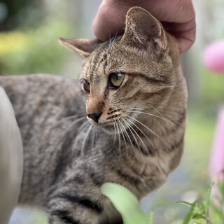 急募！農園にやってきた超甘えん坊すぎな子猫くん☆